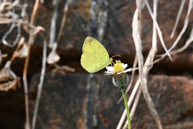 Eurema alitha kelebeği. Yaygın olarak kullanılan adları sarı otlar, sarı otlar, Eurema ve Pieridae 'dir. Bu tür Eurema 'da bulunur. Güneydoğu Asya 'da bulunur. Tridax procumbens Çiçeği. 