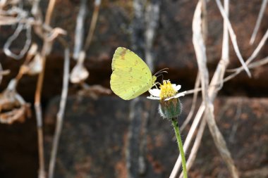 Eurema alitha kelebeği. Yaygın olarak kullanılan adları sarı otlar, sarı otlar, Eurema ve Pieridae 'dir. Bu tür Eurema 'da bulunur. Güneydoğu Asya 'da bulunur. Tridax procumbens Çiçeği. 