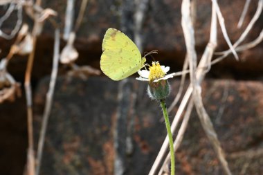 Eurema alitha kelebeği. Yaygın olarak kullanılan adları sarı otlar, sarı otlar, Eurema ve Pieridae 'dir. Bu tür Eurema 'da bulunur. Güneydoğu Asya 'da bulunur. Tridax procumbens Çiçeği. 