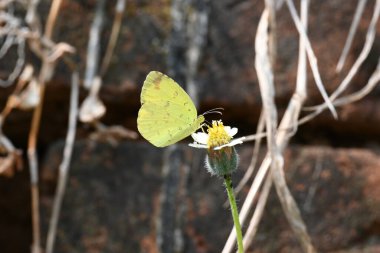 Eurema alitha kelebeği. Yaygın olarak kullanılan adları sarı otlar, sarı otlar, Eurema ve Pieridae 'dir. Bu tür Eurema 'da bulunur. Güneydoğu Asya 'da bulunur. Tridax procumbens Çiçeği. 