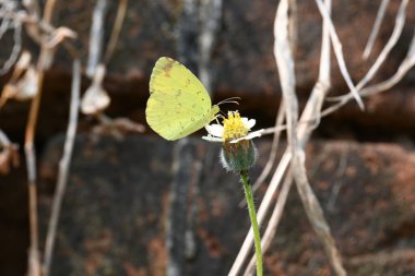 Eurema alitha kelebeği. Yaygın olarak kullanılan adları sarı otlar, sarı otlar, Eurema ve Pieridae 'dir. Bu tür Eurema 'da bulunur. Güneydoğu Asya 'da bulunur. Tridax procumbens Çiçeği. 
