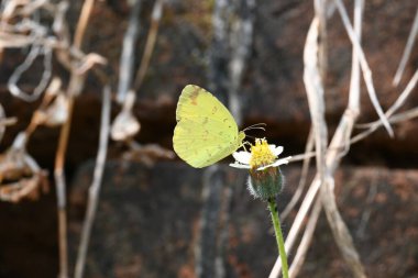 Eurema alitha kelebeği. Yaygın olarak kullanılan adları sarı otlar, sarı otlar, Eurema ve Pieridae 'dir. Bu tür Eurema 'da bulunur. Güneydoğu Asya 'da bulunur. Tridax procumbens Çiçeği. 