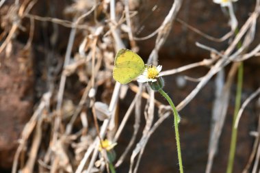 Eurema alitha kelebeği. Yaygın olarak kullanılan adları sarı otlar, sarı otlar, Eurema ve Pieridae 'dir. Bu tür Eurema 'da bulunur. Güneydoğu Asya 'da bulunur. Tridax procumbens Çiçeği. 