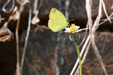 Eurema alitha kelebeği. Yaygın olarak kullanılan adları sarı otlar, sarı otlar, Eurema ve Pieridae 'dir. Bu tür Eurema 'da bulunur. Güneydoğu Asya 'da bulunur. Tridax procumbens Çiçeği. 