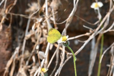 Eurema alitha kelebeği. Yaygın olarak kullanılan adları sarı otlar, sarı otlar, Eurema ve Pieridae 'dir. Bu tür Eurema 'da bulunur. Güneydoğu Asya 'da bulunur. Tridax procumbens Çiçeği. 