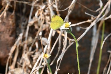 Eurema alitha kelebeği. Yaygın olarak kullanılan adları sarı otlar, sarı otlar, Eurema ve Pieridae 'dir. Bu tür Eurema 'da bulunur. Güneydoğu Asya 'da bulunur. Tridax procumbens Çiçeği. 