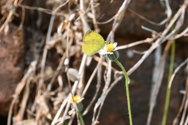 Eurema alitha kelebeği. Yaygın olarak kullanılan adları sarı otlar, sarı otlar, Eurema ve Pieridae 'dir. Bu tür Eurema 'da bulunur. Güneydoğu Asya 'da bulunur. Tridax procumbens Çiçeği. 