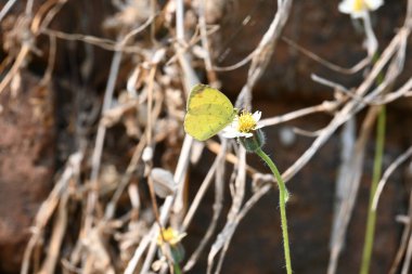 Eurema alitha kelebeği. Yaygın olarak kullanılan adları sarı otlar, sarı otlar, Eurema ve Pieridae 'dir. Bu tür Eurema 'da bulunur. Güneydoğu Asya 'da bulunur. Tridax procumbens Çiçeği. 