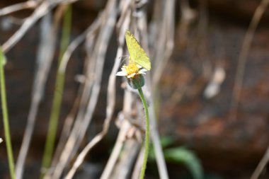 Eurema alitha kelebeği. Yaygın olarak kullanılan adları sarı otlar, sarı otlar, Eurema ve Pieridae 'dir. Bu tür Eurema 'da bulunur. Güneydoğu Asya 'da bulunur. Tridax procumbens Çiçeği. 