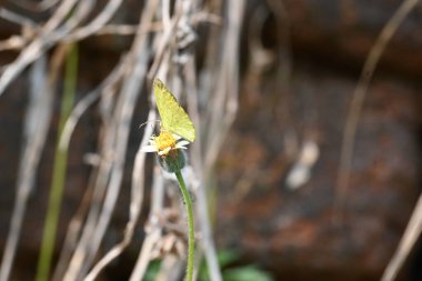 Eurema alitha kelebeği. Yaygın olarak kullanılan adları sarı otlar, sarı otlar, Eurema ve Pieridae 'dir. Bu tür Eurema 'da bulunur. Güneydoğu Asya 'da bulunur. Tridax procumbens Çiçeği. 