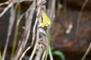 Eurema alitha kelebeği. Yaygın olarak kullanılan adları sarı otlar, sarı otlar, Eurema ve Pieridae 'dir. Bu tür Eurema 'da bulunur. Güneydoğu Asya 'da bulunur. Tridax procumbens Çiçeği. 