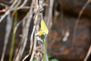 Eurema alitha kelebeği. Yaygın olarak kullanılan adları sarı otlar, sarı otlar, Eurema ve Pieridae 'dir. Bu tür Eurema 'da bulunur. Güneydoğu Asya 'da bulunur. Tridax procumbens Çiçeği. 