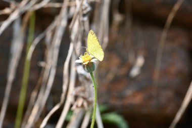 Eurema alitha kelebeği. Yaygın olarak kullanılan adları sarı otlar, sarı otlar, Eurema ve Pieridae 'dir. Bu tür Eurema 'da bulunur. Güneydoğu Asya 'da bulunur. Tridax procumbens Çiçeği. 