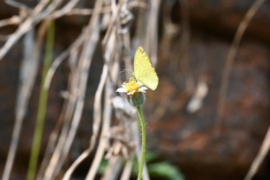 Eurema alitha kelebeği. Yaygın olarak kullanılan adları sarı otlar, sarı otlar, Eurema ve Pieridae 'dir. Bu tür Eurema 'da bulunur. Güneydoğu Asya 'da bulunur. Tridax procumbens Çiçeği. 