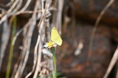 Eurema alitha kelebeği. Yaygın olarak kullanılan adları sarı otlar, sarı otlar, Eurema ve Pieridae 'dir. Bu tür Eurema 'da bulunur. Güneydoğu Asya 'da bulunur. Tridax procumbens Çiçeği. 