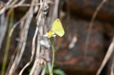 Eurema alitha kelebeği. Yaygın olarak kullanılan adları sarı otlar, sarı otlar, Eurema ve Pieridae 'dir. Bu tür Eurema 'da bulunur. Güneydoğu Asya 'da bulunur. Tridax procumbens Çiçeği. 