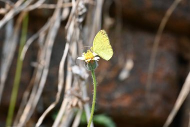 Eurema alitha kelebeği. Yaygın olarak kullanılan adları sarı otlar, sarı otlar, Eurema ve Pieridae 'dir. Bu tür Eurema 'da bulunur. Güneydoğu Asya 'da bulunur. Tridax procumbens Çiçeği. 