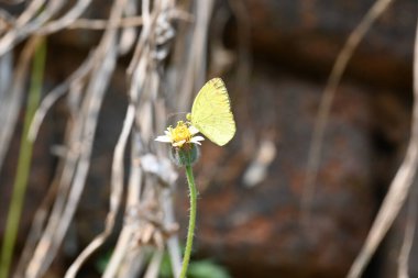 Eurema alitha kelebeği. Yaygın olarak kullanılan adları sarı otlar, sarı otlar, Eurema ve Pieridae 'dir. Bu tür Eurema 'da bulunur. Güneydoğu Asya 'da bulunur. Tridax procumbens Çiçeği. 