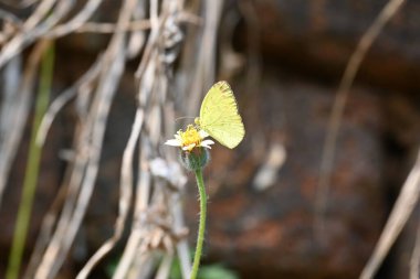 Eurema alitha kelebeği. Yaygın olarak kullanılan adları sarı otlar, sarı otlar, Eurema ve Pieridae 'dir. Bu tür Eurema 'da bulunur. Güneydoğu Asya 'da bulunur. Tridax procumbens Çiçeği. 