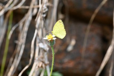 Eurema alitha kelebeği. Yaygın olarak kullanılan adları sarı otlar, sarı otlar, Eurema ve Pieridae 'dir. Bu tür Eurema 'da bulunur. Güneydoğu Asya 'da bulunur. Tridax procumbens Çiçeği. 