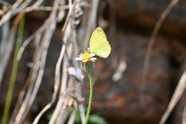 Eurema alitha kelebeği. Yaygın olarak kullanılan adları sarı otlar, sarı otlar, Eurema ve Pieridae 'dir. Bu tür Eurema 'da bulunur. Güneydoğu Asya 'da bulunur. Tridax procumbens Çiçeği. 