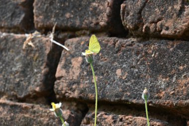Eurema alitha kelebeği. Yaygın olarak kullanılan adları sarı otlar, sarı otlar, Eurema ve Pieridae 'dir. Bu tür Eurema 'da bulunur. Güneydoğu Asya 'da bulunur. Tridax procumbens Çiçeği. 