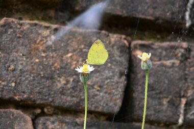 Eurema alitha kelebeği. Yaygın olarak kullanılan adları sarı otlar, sarı otlar, Eurema ve Pieridae 'dir. Bu tür Eurema 'da bulunur. Güneydoğu Asya 'da bulunur. Tridax procumbens Çiçeği. 