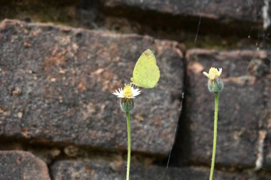 Eurema alitha kelebeği. Yaygın olarak kullanılan adları sarı otlar, sarı otlar, Eurema ve Pieridae 'dir. Bu tür Eurema 'da bulunur. Güneydoğu Asya 'da bulunur. Tridax procumbens Çiçeği. 