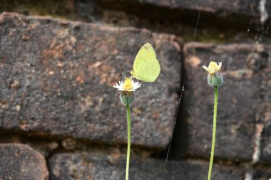 Eurema alitha kelebeği. Yaygın olarak kullanılan adları sarı otlar, sarı otlar, Eurema ve Pieridae 'dir. Bu tür Eurema 'da bulunur. Güneydoğu Asya 'da bulunur. Tridax procumbens Çiçeği. 