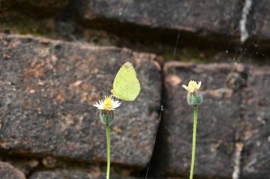 Eurema alitha kelebeği. Yaygın olarak kullanılan adları sarı otlar, sarı otlar, Eurema ve Pieridae 'dir. Bu tür Eurema 'da bulunur. Güneydoğu Asya 'da bulunur. Tridax procumbens Çiçeği. 