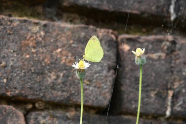 Eurema alitha kelebeği. Yaygın olarak kullanılan adları sarı otlar, sarı otlar, Eurema ve Pieridae 'dir. Bu tür Eurema 'da bulunur. Güneydoğu Asya 'da bulunur. Tridax procumbens Çiçeği. 