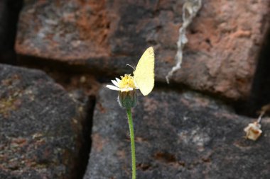 Eurema alitha kelebeği. Yaygın olarak kullanılan adları sarı otlar, sarı otlar, Eurema ve Pieridae 'dir. Bu tür Eurema 'da bulunur. Güneydoğu Asya 'da bulunur. Tridax procumbens Çiçeği. 