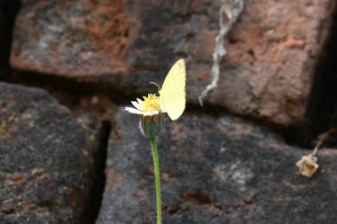 Eurema alitha kelebeği. Yaygın olarak kullanılan adları sarı otlar, sarı otlar, Eurema ve Pieridae 'dir. Bu tür Eurema 'da bulunur. Güneydoğu Asya 'da bulunur. Tridax procumbens Çiçeği. 