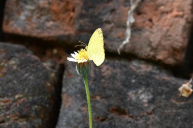 Eurema alitha kelebeği. Yaygın olarak kullanılan adları sarı otlar, sarı otlar, Eurema ve Pieridae 'dir. Bu tür Eurema 'da bulunur. Güneydoğu Asya 'da bulunur. Tridax procumbens Çiçeği. 