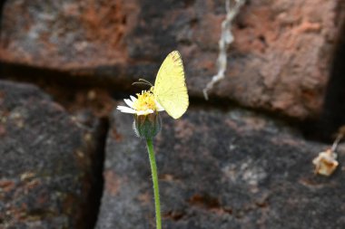 Eurema alitha kelebeği. Yaygın olarak kullanılan adları sarı otlar, sarı otlar, Eurema ve Pieridae 'dir. Bu tür Eurema 'da bulunur. Güneydoğu Asya 'da bulunur. Tridax procumbens Çiçeği. 