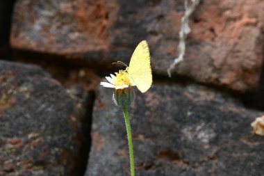 Eurema alitha kelebeği. Yaygın olarak kullanılan adları sarı otlar, sarı otlar, Eurema ve Pieridae 'dir. Bu tür Eurema 'da bulunur. Güneydoğu Asya 'da bulunur. Tridax procumbens Çiçeği. 