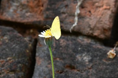 Eurema alitha kelebeği. Yaygın olarak kullanılan adları sarı otlar, sarı otlar, Eurema ve Pieridae 'dir. Bu tür Eurema 'da bulunur. Güneydoğu Asya 'da bulunur. Tridax procumbens Çiçeği. 