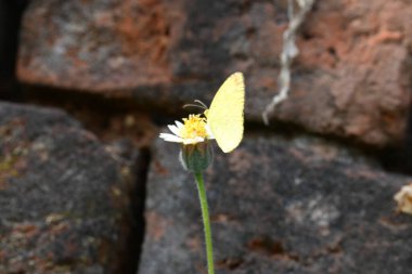 Eurema alitha kelebeği. Yaygın olarak kullanılan adları sarı otlar, sarı otlar, Eurema ve Pieridae 'dir. Bu tür Eurema 'da bulunur. Güneydoğu Asya 'da bulunur. Tridax procumbens Çiçeği. 