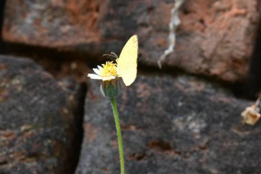 Eurema alitha kelebeği. Yaygın olarak kullanılan adları sarı otlar, sarı otlar, Eurema ve Pieridae 'dir. Bu tür Eurema 'da bulunur. Güneydoğu Asya 'da bulunur. Tridax procumbens Çiçeği. 