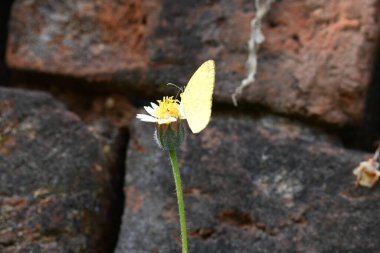 Eurema alitha kelebeği. Yaygın olarak kullanılan adları sarı otlar, sarı otlar, Eurema ve Pieridae 'dir. Bu tür Eurema 'da bulunur. Güneydoğu Asya 'da bulunur. Tridax procumbens Çiçeği. 