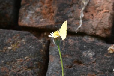 Eurema alitha kelebeği. Yaygın olarak kullanılan adları sarı otlar, sarı otlar, Eurema ve Pieridae 'dir. Bu tür Eurema 'da bulunur. Güneydoğu Asya 'da bulunur. Tridax procumbens Çiçeği. 