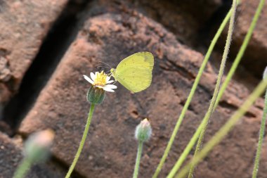 Eurema alitha kelebeği. Yaygın olarak kullanılan adları sarı otlar, sarı otlar, Eurema ve Pieridae 'dir. Bu tür Eurema 'da bulunur. Güneydoğu Asya 'da bulunur. Tridax procumbens Çiçeği. 