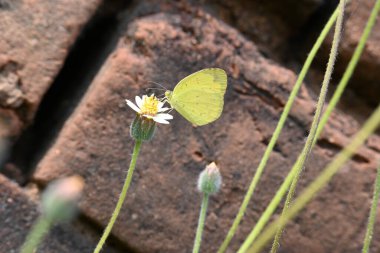 Eurema alitha kelebeği. Yaygın olarak kullanılan adları sarı otlar, sarı otlar, Eurema ve Pieridae 'dir. Bu tür Eurema 'da bulunur. Güneydoğu Asya 'da bulunur. Tridax procumbens Çiçeği. 