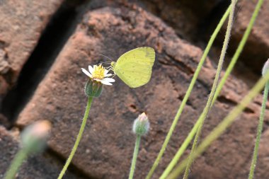 Eurema alitha kelebeği. Yaygın olarak kullanılan adları sarı otlar, sarı otlar, Eurema ve Pieridae 'dir. Bu tür Eurema 'da bulunur. Güneydoğu Asya 'da bulunur. Tridax procumbens Çiçeği. 