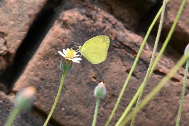Eurema alitha kelebeği. Yaygın olarak kullanılan adları sarı otlar, sarı otlar, Eurema ve Pieridae 'dir. Bu tür Eurema 'da bulunur. Güneydoğu Asya 'da bulunur. Tridax procumbens Çiçeği. 