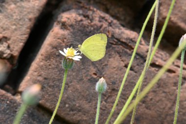 Eurema alitha kelebeği. Yaygın olarak kullanılan adları sarı otlar, sarı otlar, Eurema ve Pieridae 'dir. Bu tür Eurema 'da bulunur. Güneydoğu Asya 'da bulunur. Tridax procumbens Çiçeği. 