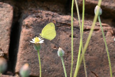 Eurema alitha kelebeği. Yaygın olarak kullanılan adları sarı otlar, sarı otlar, Eurema ve Pieridae 'dir. Bu tür Eurema 'da bulunur. Güneydoğu Asya 'da bulunur. Tridax procumbens Çiçeği. 