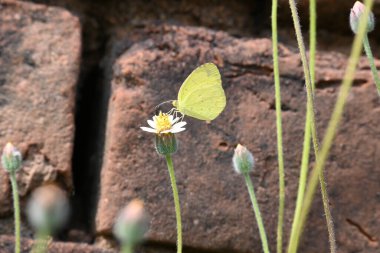 Eurema alitha kelebeği. Yaygın olarak kullanılan adları sarı otlar, sarı otlar, Eurema ve Pieridae 'dir. Bu tür Eurema 'da bulunur. Güneydoğu Asya 'da bulunur. Tridax procumbens Çiçeği. 