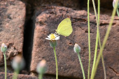 Eurema alitha kelebeği. Yaygın olarak kullanılan adları sarı otlar, sarı otlar, Eurema ve Pieridae 'dir. Bu tür Eurema 'da bulunur. Güneydoğu Asya 'da bulunur. Tridax procumbens Çiçeği. 