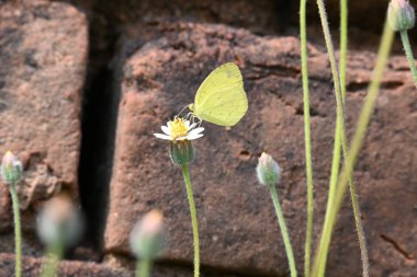 Eurema alitha kelebeği. Yaygın olarak kullanılan adları sarı otlar, sarı otlar, Eurema ve Pieridae 'dir. Bu tür Eurema 'da bulunur. Güneydoğu Asya 'da bulunur. Tridax procumbens Çiçeği. 